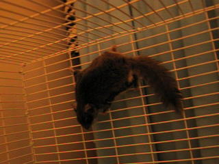 Hanging Flying Squirrel!